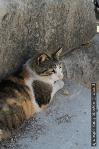 Le chat sur le Cap Ákra Kléftis. Photo © Alex Medwedeff