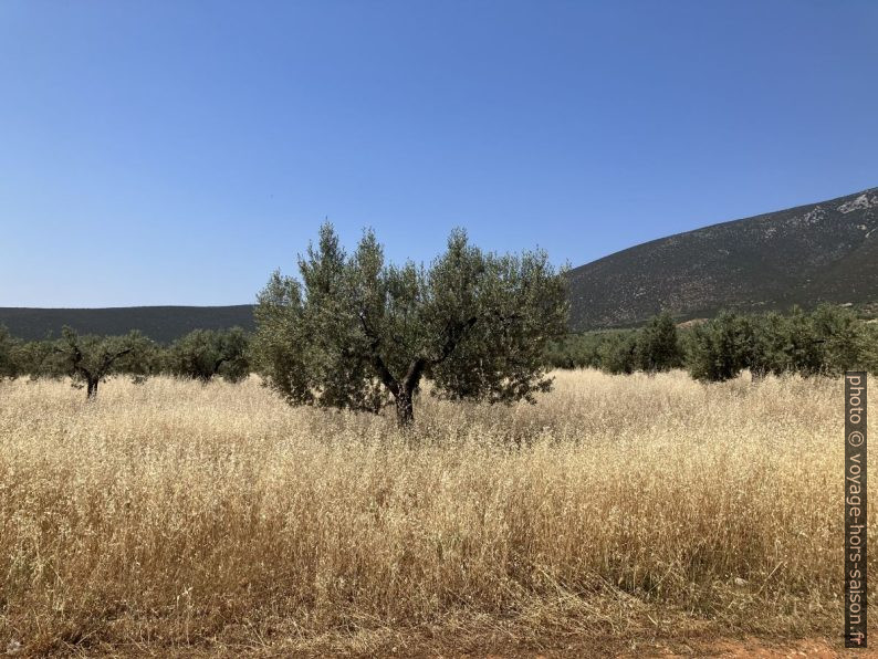 Oliviers dans la plaine de Didima. Photo © Alex Medwedeff