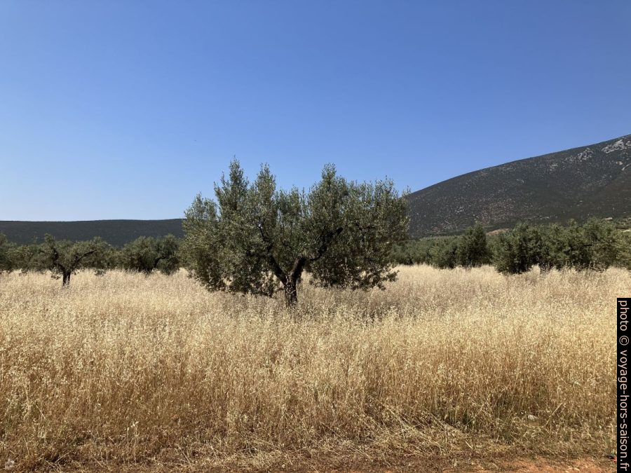 Oliviers dans la plaine de Didima. Photo © Alex Medwedeff