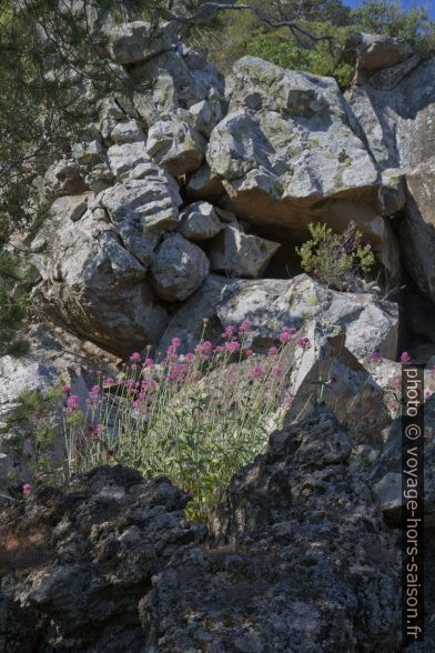 Lave et fleurs. Photo © André M. Winter