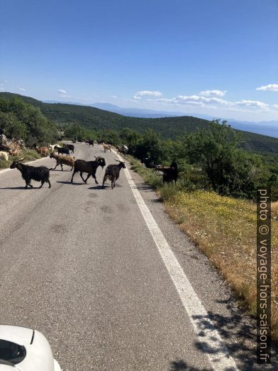 Chèvres sur la route près de Pirgoudi. Photo © Alex Medwedeff