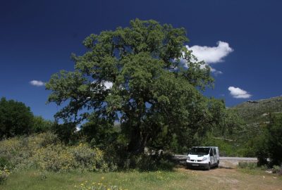 Notre trafic près d'un énorme chêne. Photo © Alex Medwedeff