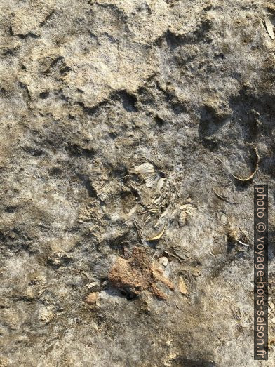 Coquillages fossilisés à Agia Marina. Photo © Alex Medwedeff
