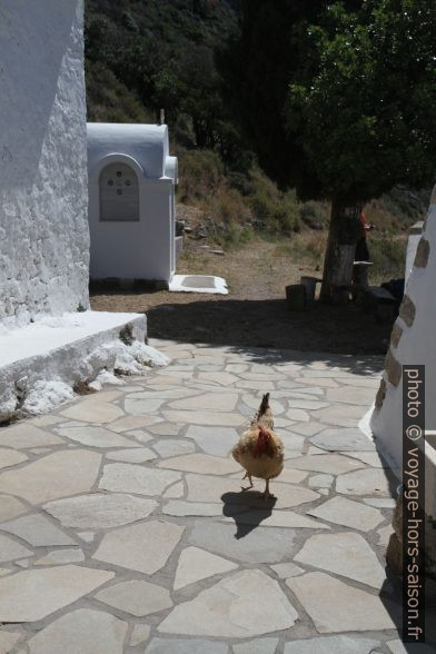 Une des poules à Agia Irini. Photo © Alex Medwedeff