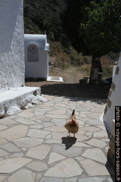 Une des poules à Agia Irini. Photo © Alex Medwedeff