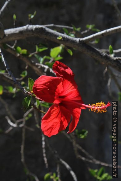 Fleur d'hibiscus. Photo © Alex Medwedeff