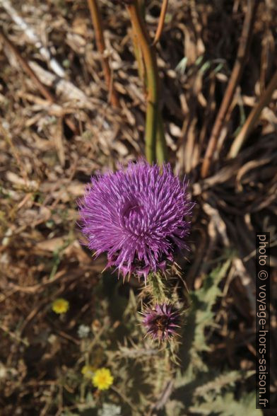 Fleur de chardon. Photo © Alex Medwedeff