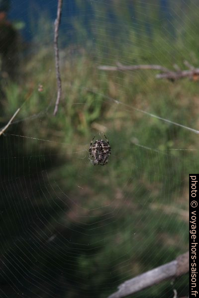 Araignée sur sa toile. Photo © Alex Medwedeff