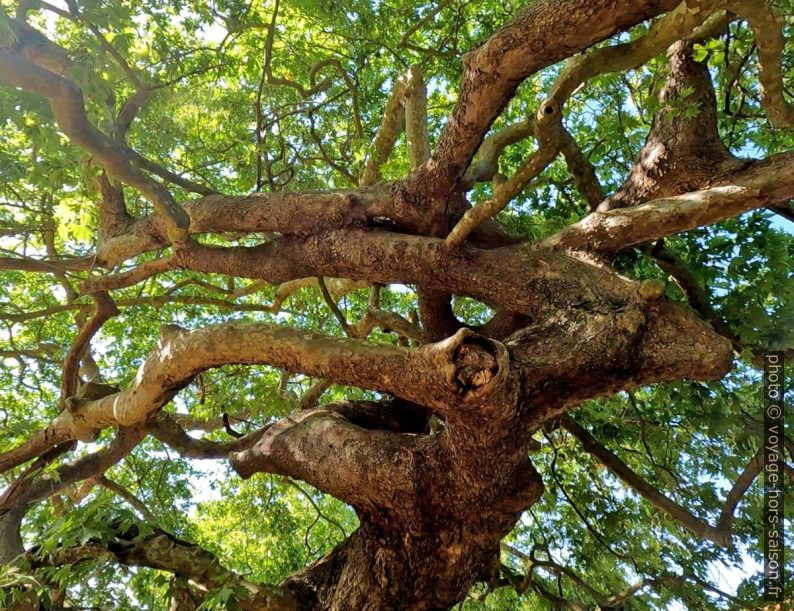 Branches enchevêtrées d'un grand platane. Photo © André M. Winter