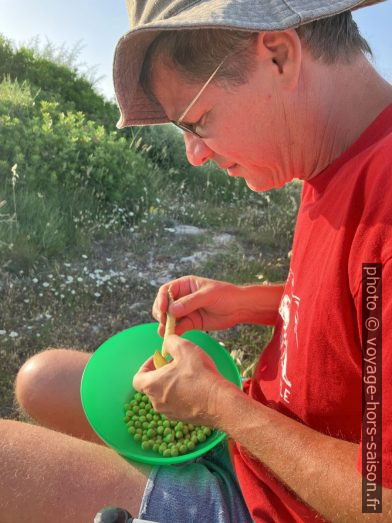 André et les petits pois. Photo © Alex Medwedeff