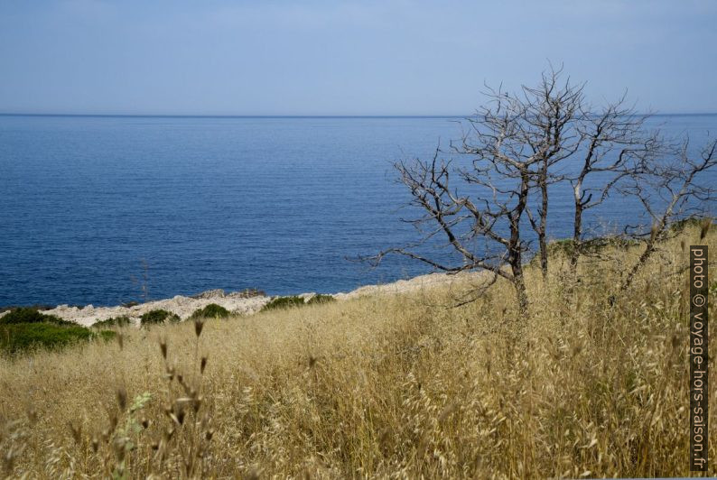 Arbre mort, herbe jaune et la Mer Ionienne. Photo © Alex Medwedeff