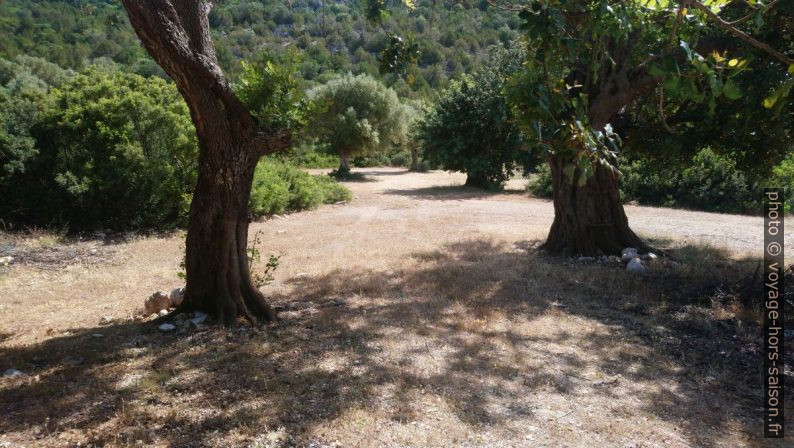 Arbres à l'arrière de la Plage de Marathiás. Photo © André M. Winter