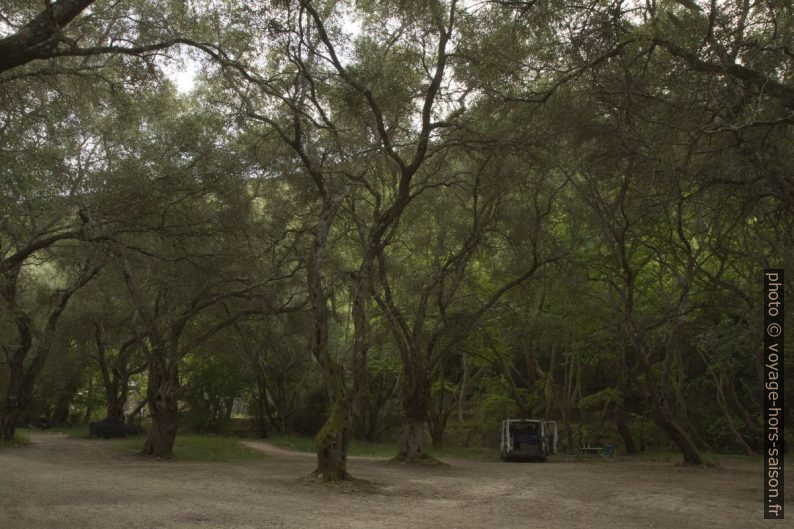 Grands oliviers du parking du Parc Perdica. Photo © Alex Medwedeff