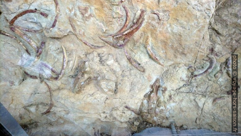 Du Col des Lèques vers les fossiles de siréniens et Serraje