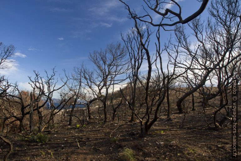 Randonnée au cap est de Giens et les traces du feu d&rsquo;août 2021
