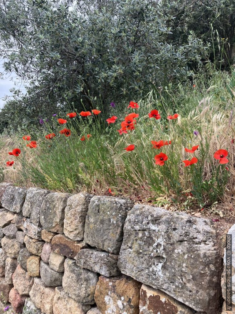 Le Saut du Caplan à la Motte et la Chapelle Sainte Brigitte à Vidauban